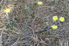 Launaea nudicaulis